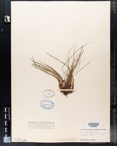 Carex umbellata