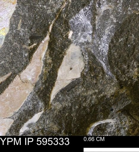 Hoploscaphites sp.