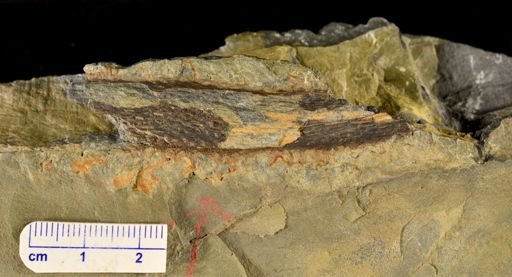 Colpodexylon deatsii