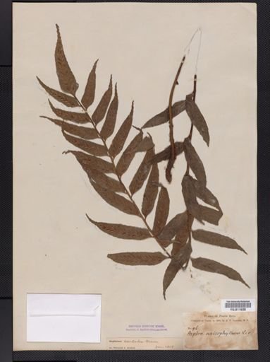 Asplenium