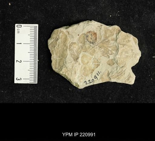Etoblattina