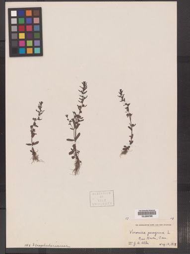 Veronica peregrina