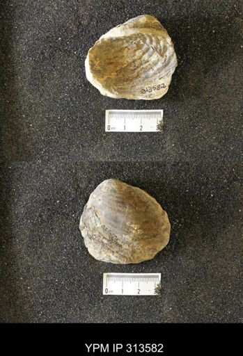 Inoceramus
