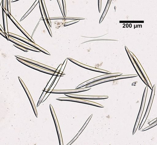 Haliclona diprosopia