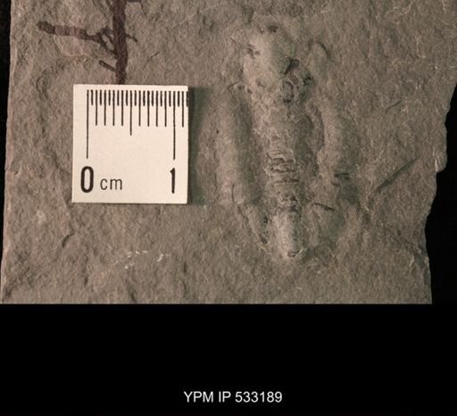 Elrathia kingi