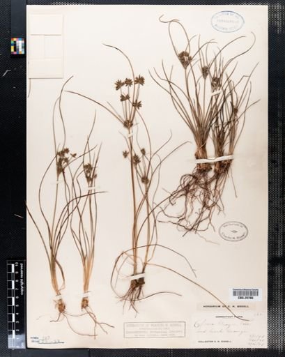 Cyperus grayi