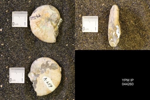 Hoploscaphites comprimus