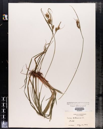 Carex pallescens
