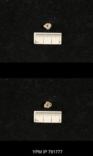 undet. Bryozoa