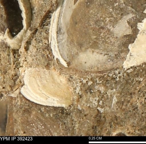 Protocardia subquadrata