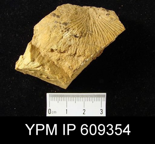 Strophonella undaplicata?