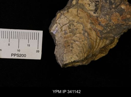 Scaphites sp.