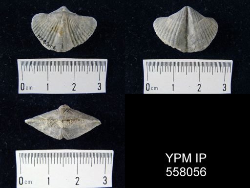 Spinocyrtia clintoni?