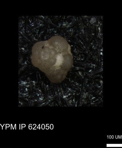 undet. Foraminiferida