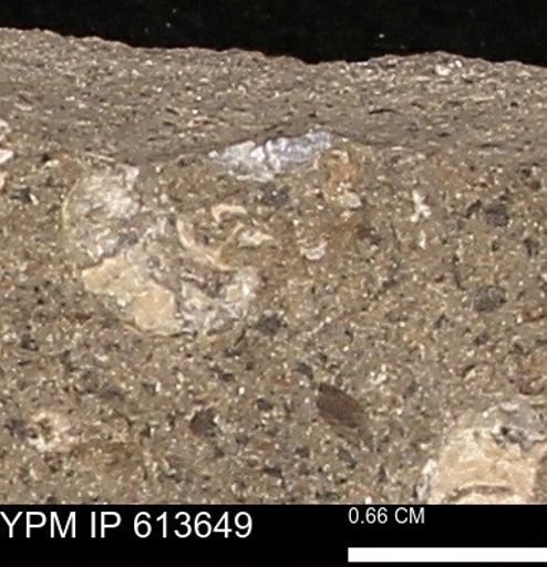 Scaphites sp.