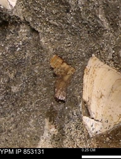 Limopsis striatopunctatus