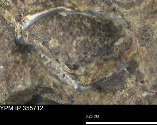 undet. Bivalvia