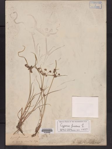 Cyperus fuscus