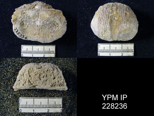 Dictyoclostus portlockianus