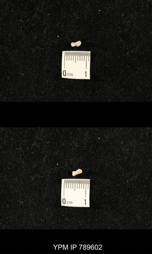 undet. Bryozoa