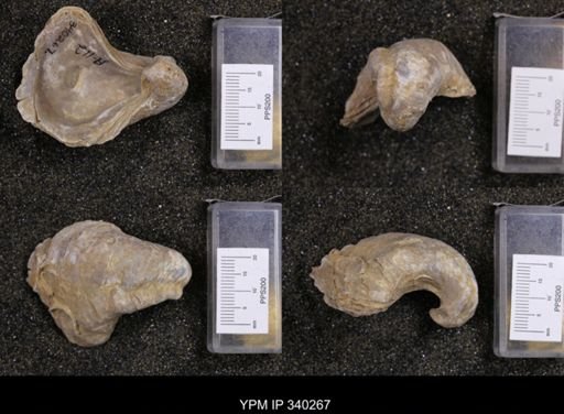 Gryphaea navia