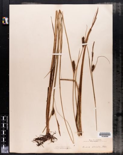 Carex