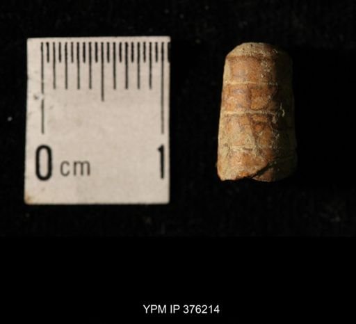 Pseudorthoceras knoxense
