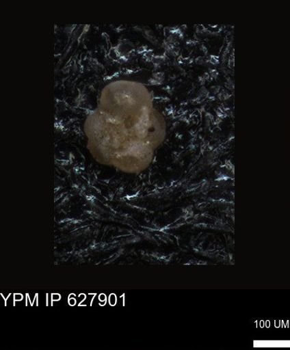 undet. Foraminiferida
