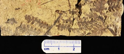 Microphyllopteris gieseckiana