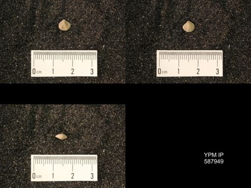 Zygospira modesta