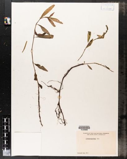 Potamogeton