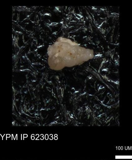 undet. Heterohelicidae