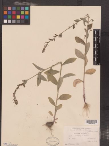 Lobelia inflata
