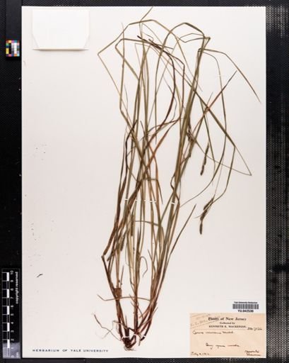 Carex virescens