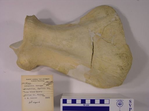 Teleoceras fossiger