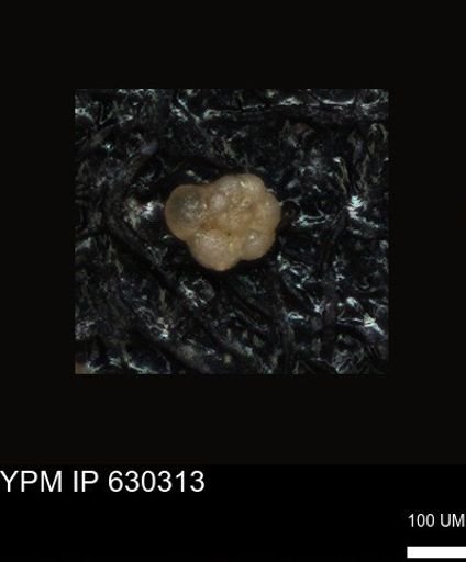 undet. Foraminiferida