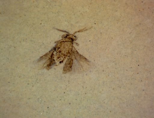 Caenocholax palusaxus