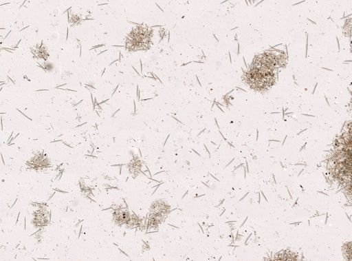 Haliclonidae