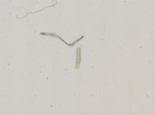 Amnicola lustrica