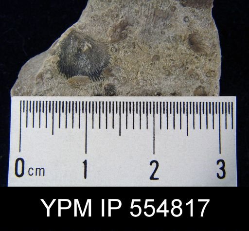 Rhipidomella uberis