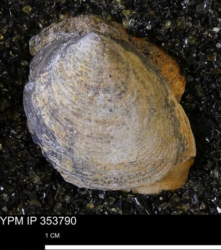 Limopsis striatopunctatus