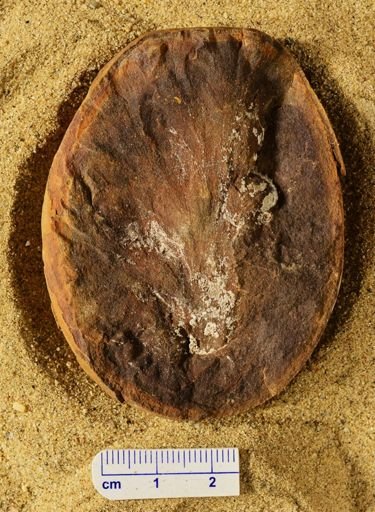 Aphlebia