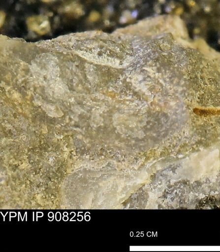 undet. Mollusca