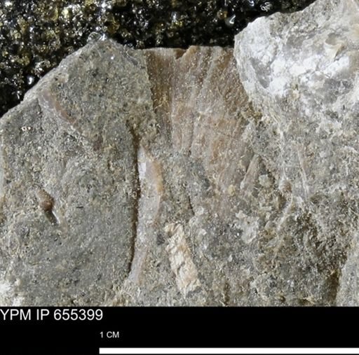 Bivalvia