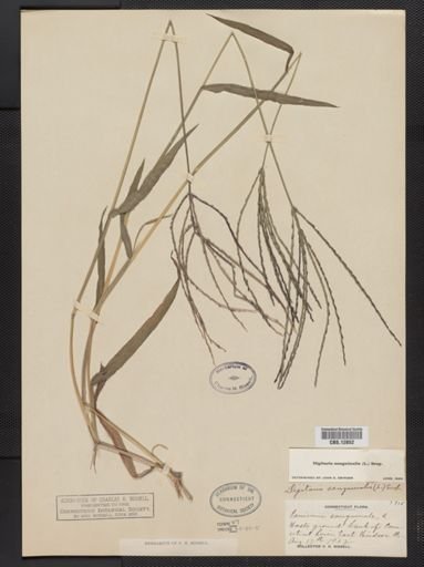 Digitaria sanguinalis