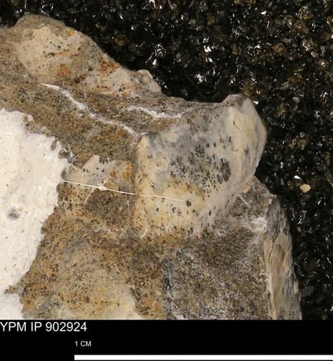 undet. Bivalvia