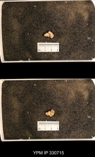 Lophospira sp.