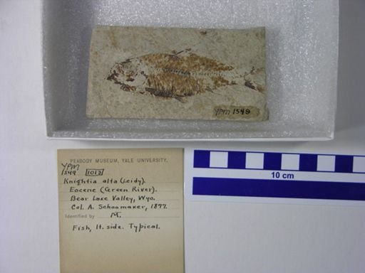 Knightia alta