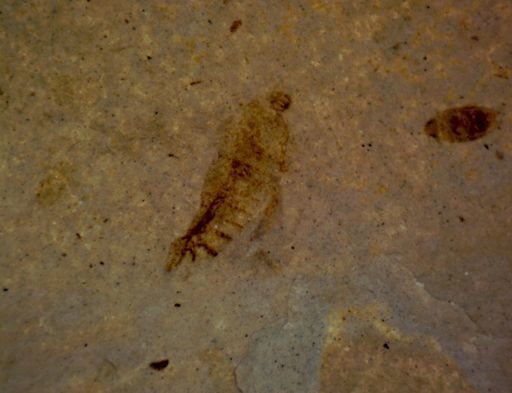 undet. Insecta