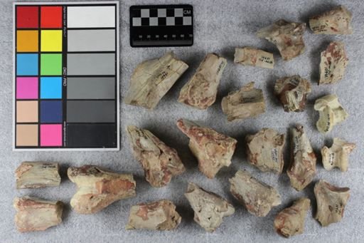 Hyracodon sp.